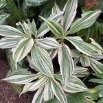 Tradescantia zanonia List