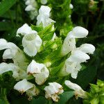 Prunella laciniata Flower