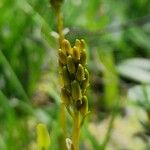 Narthecium ossifragum Fruit