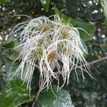 Clematis vitalba Fruit