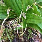 Scoliopus bigelovii Квітка