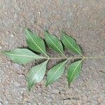 Trichilia elegans Leaf