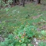 Cypripedium calceolus Costuma