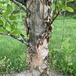 Betula humilis Bark