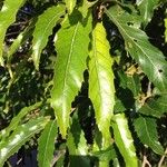 Quercus castaneifolia Folio