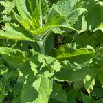 Vernonia baldwinii Leaf