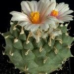 Turbinicarpus schmiedickeanus Характер