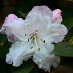 Rhododendron adenogynum Flower