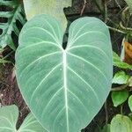 Philodendron gloriosum Blad