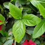 Rhododendron griffithianum Leaf