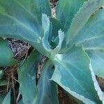 Kalanchoe marmorata Blad