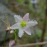 Eustrephus latifolius Květ