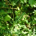 Astragalus cicer Hábito