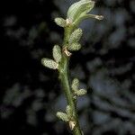 Juglans cinerea Blomma