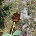 Trifolium spadiceum फूल