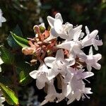 Abelia x grandiflora Flower