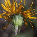 Pyrrocoma crocea Flower