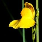 Utricularia intermedia Fleur