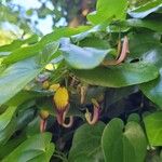 Aristolochia altissima Flower