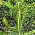 Euphorbia lactea 叶