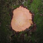 Garcinia epunctata Φλοιός