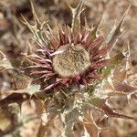 Carlina lanata Fruit