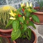 Capsicum baccatum Fruit