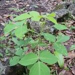 Desmodium intortum Leaf