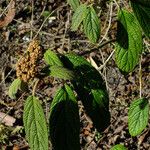 Viburnum rhytidophyllumFlower