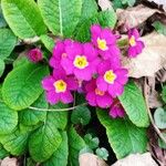 Primula vulgarisFlors