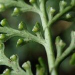 Asplenium theciferum Hoja