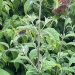 Buddleja davidii Feuille