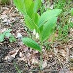 Polygonatum odoratum 葉