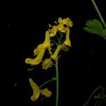 Corydalis caseana عادت داشتن