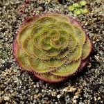 Drosera brevifolia Ліст