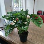 Monstera obliquaपत्ता