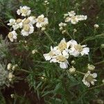 Achillea ptarmica অভ্যাস