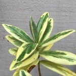Veronica × andersonii Levél