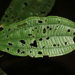 Miconia bubalina Leaf