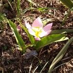 Tulipa humilis ശീലം