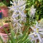 Camassia cusickii Flower