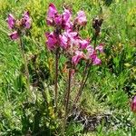 Pedicularis cenisia Flower