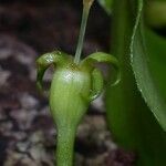 Manettia longipedicellata Fruit