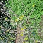 Salix myrsinifolia Leaf