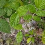 Rubus niveus Fruto