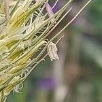 Hordeum marinum Flower