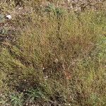 Petrorhagia saxifraga Staniste