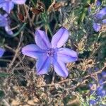 Aphyllanthes monspeliensis Flower