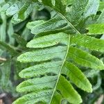 Polypodium vulgareBlad