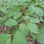 Lindera benzoin Feuille